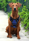 Multi-Functional Dog Harness Set with Leash & Bowl