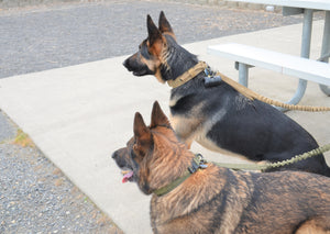 No-Pull Dog Harness, Leash & Collar Set